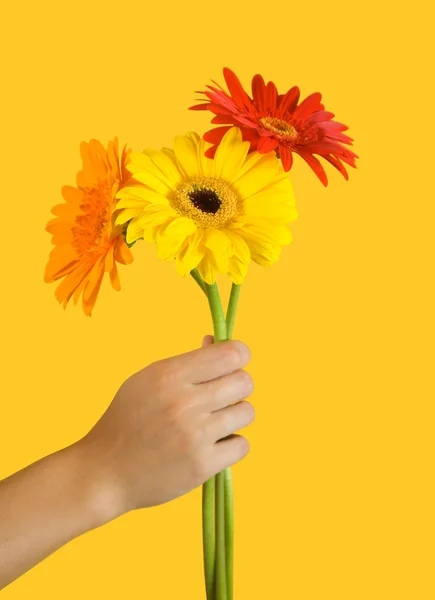 Flowers of gerbera — Stock Photo, Image