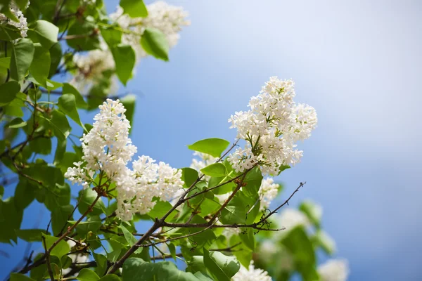 Lilás branco na primavera — Fotografia de Stock