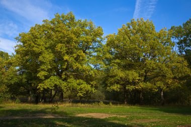 Oak grove in august clipart