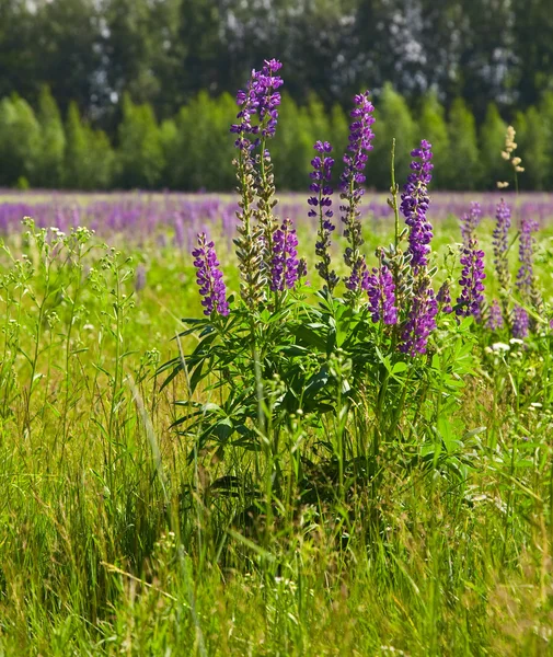 Lupine on green meadow — Stock Photo, Image