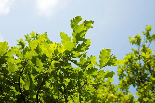 오크 나무 잎 — 스톡 사진
