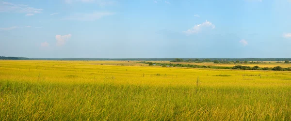 Panorama van zomer landschap — Stockfoto