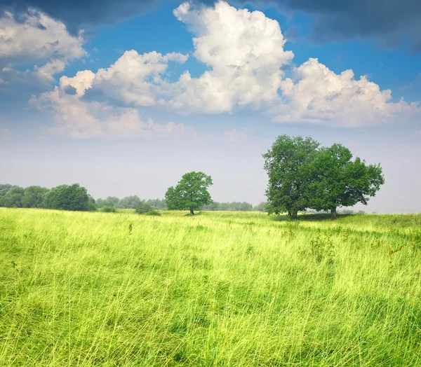 Summer landscape — Stock Photo, Image