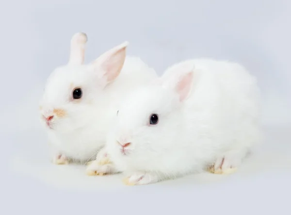 Weiße Kaninchen auf grau — Stockfoto