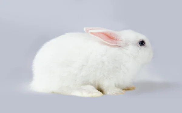Küçük beyaz tavşan — Stok fotoğraf