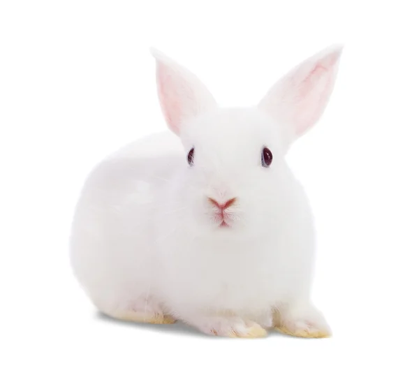 Pequeno coelho branco — Fotografia de Stock