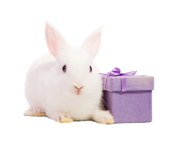 Rabbit with present box — Stock Photo, Image