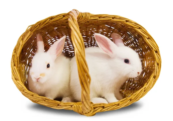 バスケット内の白のウサギ — ストック写真