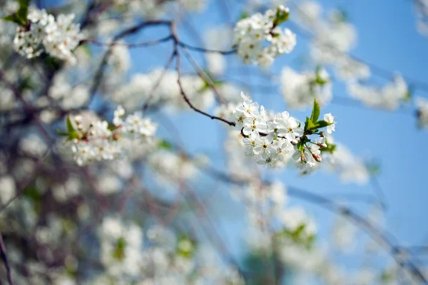 Cerisier de printemps — Photo