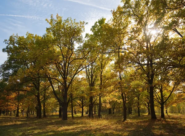 在秋季的橡树林 — 图库照片