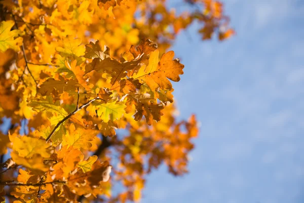 Herfstbladeren van eik — Stockfoto