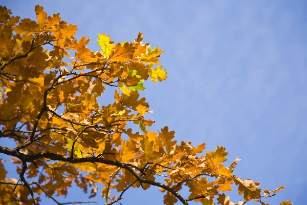 Autumn leaves of oak — Stock Photo, Image