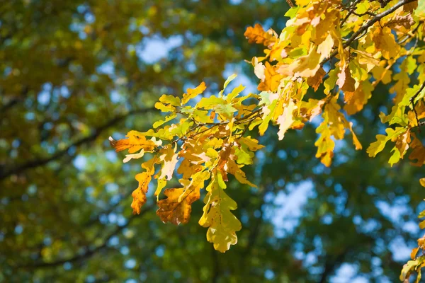 Autumnal colored leaves of oak — Stock Photo, Image
