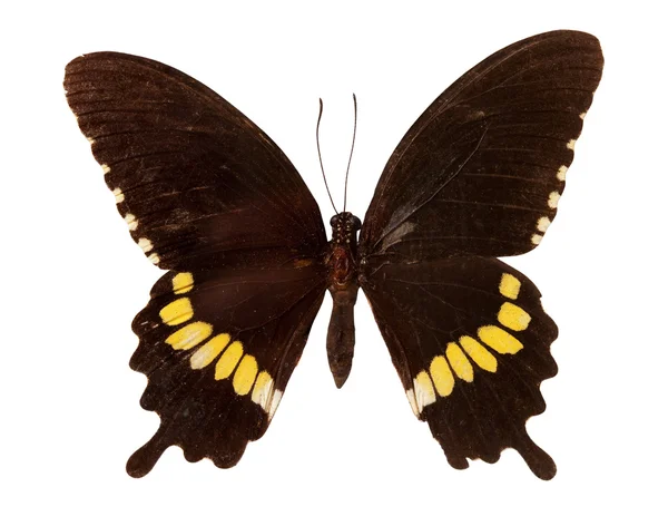 一般的なモルモンの蝶 クリッピング パスと白で隔離 — ストック写真