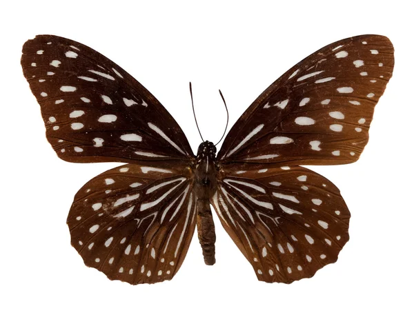 Motýlek Tmavě Modrý Tygr Samostatný Nad Bílá Ořezovou Cestou — Stock fotografie