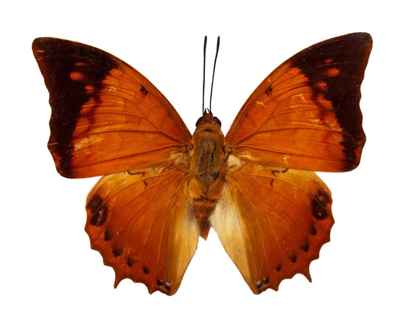 Tawny Rajah Butterfly Isolated White Clipping Path — Stock Photo, Image