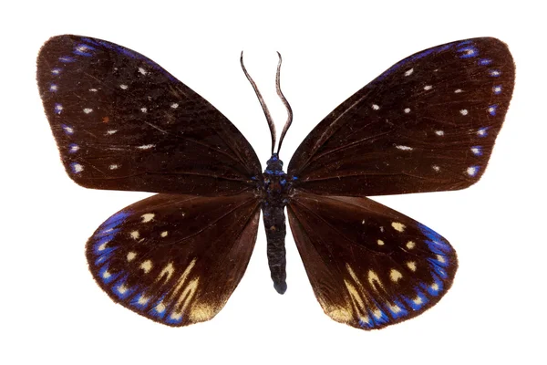 Klikatá Plochou Motýl Samostatný Nad Bílá Ořezovou Cestou — Stock fotografie