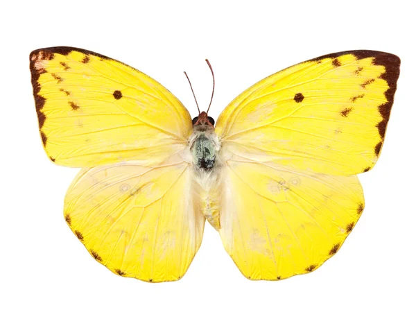 Cytryny emigrantów motyl — Zdjęcie stockowe