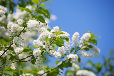 Branch of bird cherry in front of blue sky. Copy space clipart