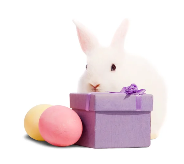 White rabbits with present box — Stock Photo, Image
