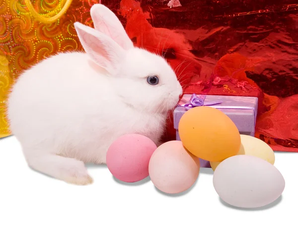 Easter rabbit with eggs — Stock Photo, Image