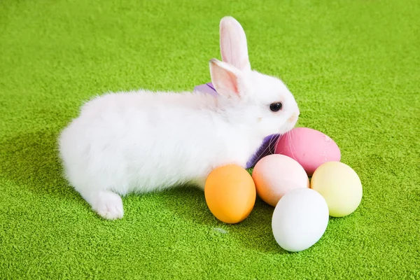 Conejo de Pascua con huevos —  Fotos de Stock