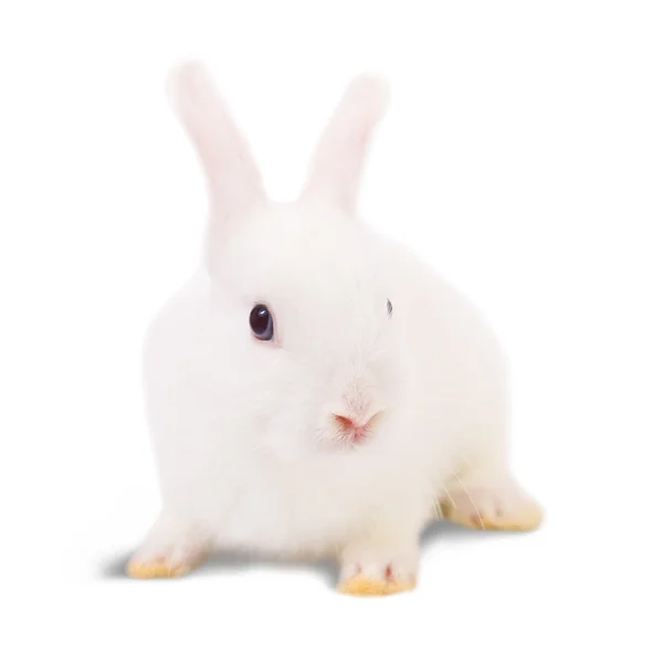 Piccolo Coniglio Bianco Isolato Sfondo Bianco — Foto Stock