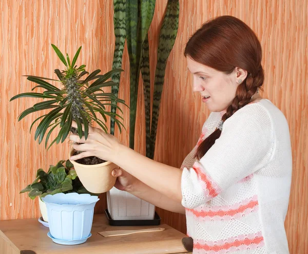 Donna reimpianti Pachypodium cactus — Foto Stock