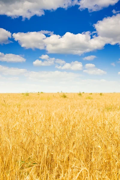 Žitné pole a zamračená obloha — Stock fotografie
