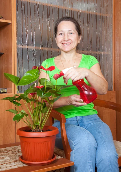 Mature Woman Anthurium Flowering Pot Her Home — Stock Photo, Image
