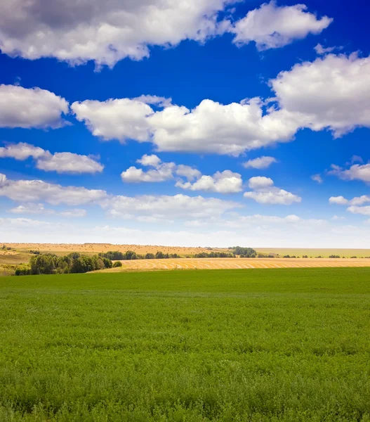 曇り空の下で牧草地の夏風景 — ストック写真