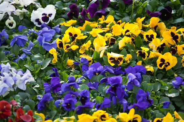 Viola flowers — Stock Photo, Image