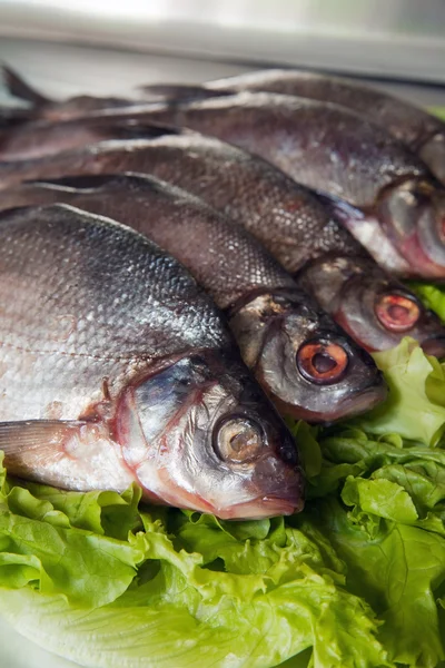 Süßwasserfische Aus Nächster Nähe Auf Grünem Salat — Stockfoto