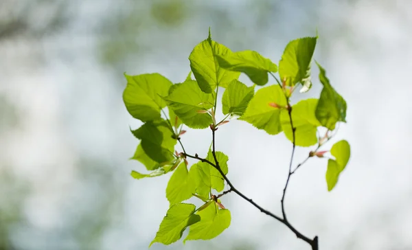緑リンデンのクローズ アップの葉 鮮やかな空に対してバックライト — ストック写真