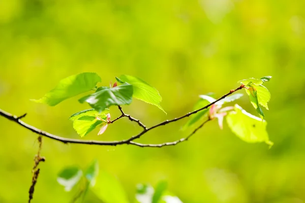 Весна дерева листя — стокове фото