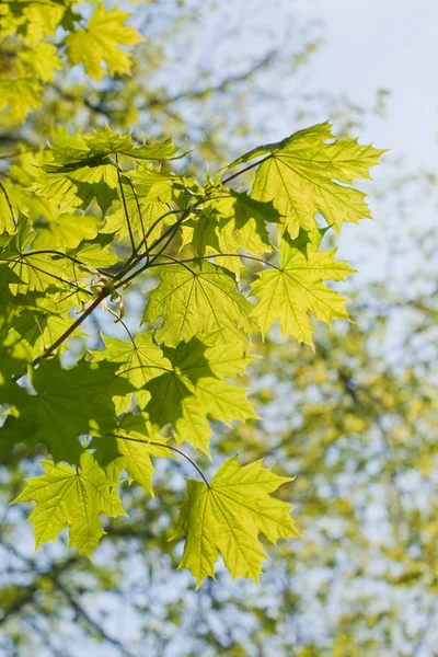 カエデの葉、鮮やかなバックライト付き — ストック写真