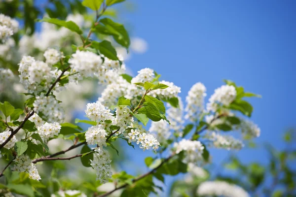 Branch Bird Cherry Front Blue Sky Copy Space — Stock Photo, Image