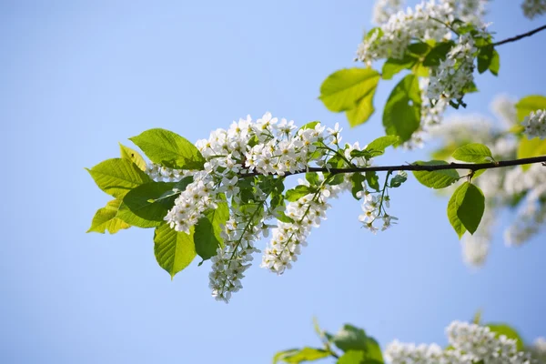 Branch Bird Cherry Sunshine Spring — Stock Photo, Image