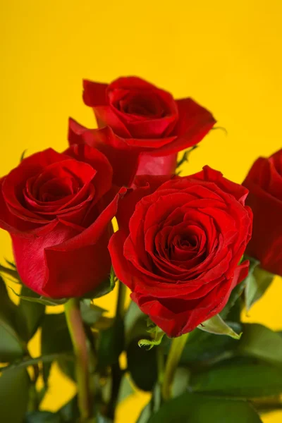 stock image Bouquet of scarlet roses on yellow background