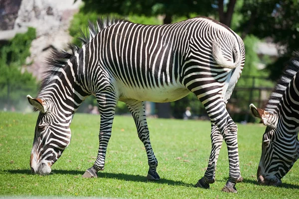 Zebra Yürüyüş Yeşil Çim Yeme — Stok fotoğraf