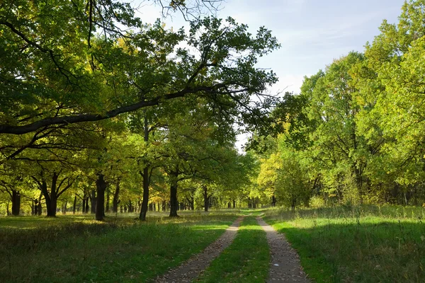 Oak grove in de zomer — Stockfoto
