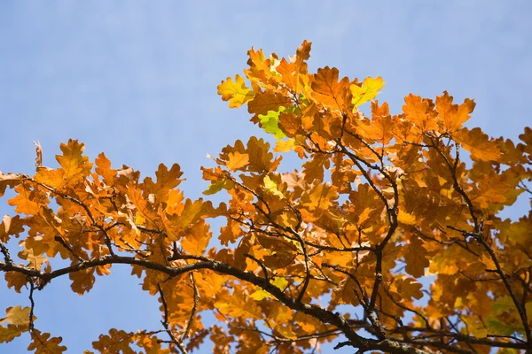 红叶的季节彩色的去的橡树的天空 — 图库照片