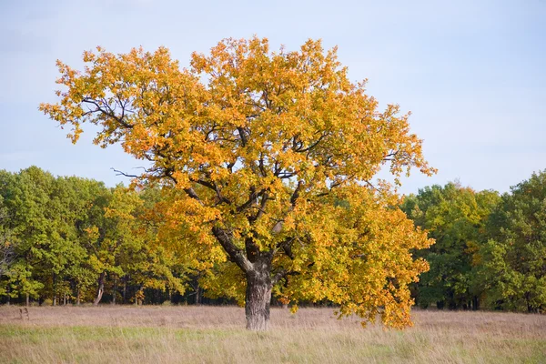 Осенний Пейзаж Большим Дубом Лугу — стоковое фото