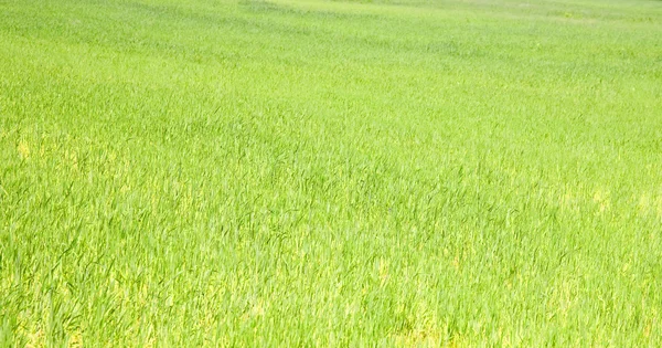 Фон Крупного Плана Зеленой Травы Открытым Небом — стоковое фото