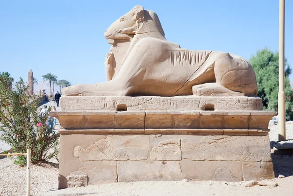 Callejón Las Esfinges Con Cabeza Carnero Frente Templo Karnak Luxor —  Fotos de Stock
