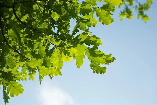 特写的绿色橡树叶 明亮背光的天空 — 图库照片