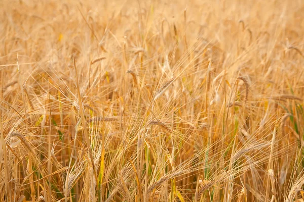 Background Golden Rye Ears Field — Stock Photo, Image