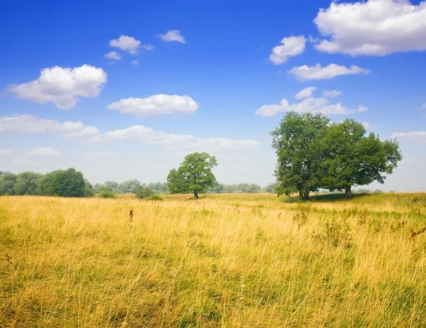曇り空の下で牧草地の夏風景 — ストック写真