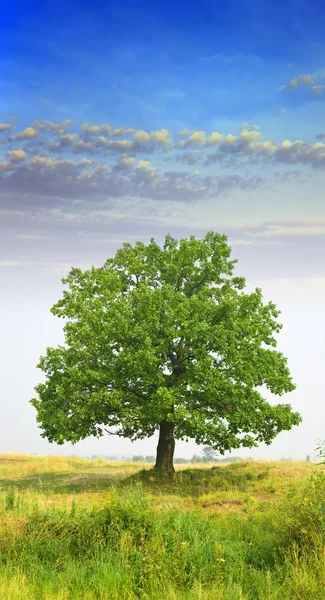 Summer Landscape Oak Tree Cloudy Sky — Stock Photo, Image