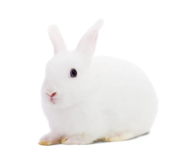 Liten vit kanin — Stockfoto